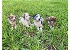 CATAHOULA   Hermosos cachorros de 1 mes y medio, excelente genética, 4 machos y 1 hembra,  vacunados y desparasitados con cartilla. Precio $5,000. Llamada o WhatsApp  814-119-34-20.