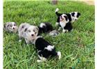 BORDER COLLIE Lindos cachorros de 2 meses de edad, se entregan con cartilla, vacunados y desparasitado, últimos 2 disponibles, $6,000. Llamada/WhatsApp 823-102-54-37.